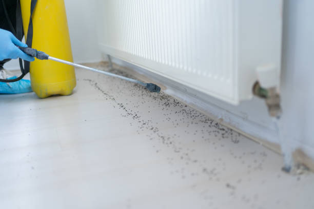 Best Insect Control  in Campbell, MO