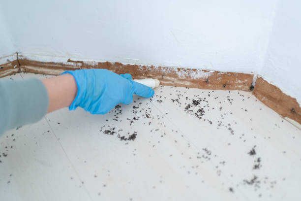 Best Insect Control  in Campbell, MO